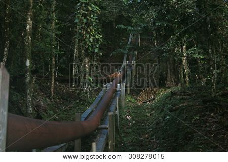 A Large Tree That Felt Down On A Oil Pipe In The Middle Of Tropical Rainforest