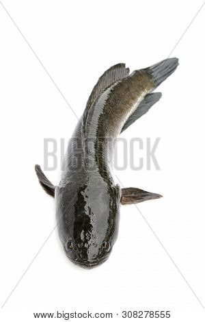 Image Of Striped Snakehead Fish Isolated On White Background,. Aquatic Animals.