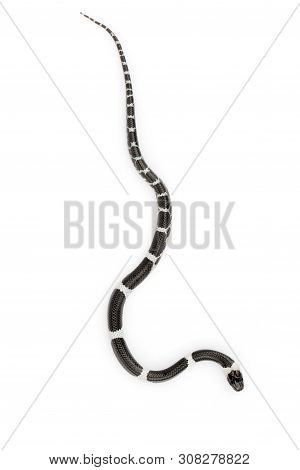 Image Of Little Snake (lycodon Laoensis) On White Background., Reptile,. Animals