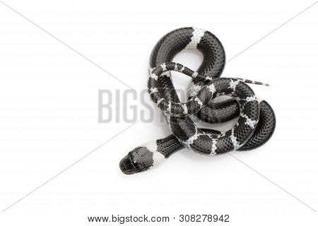 Image Of Little Snake (lycodon Laoensis) On White Background., Reptile,. Animals