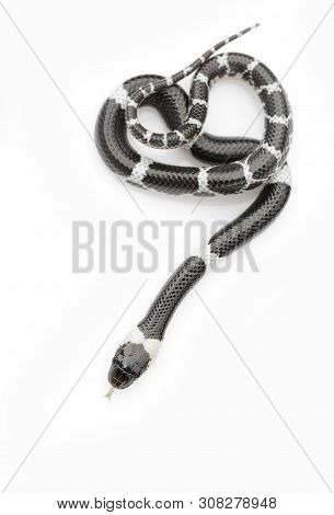 Image Of Little Snake (lycodon Laoensis) On White Background., Reptile,. Animals