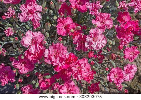 Blooming With Beautiful Pink Color Carnation Bush Chabot. The View From The Top. The Solid Backgroun