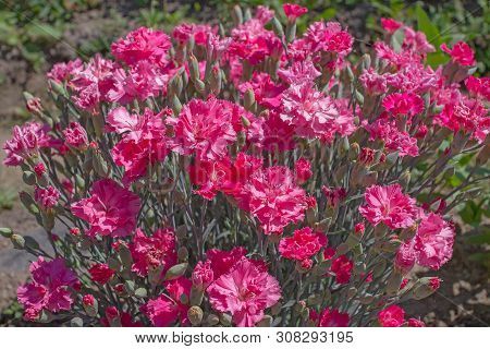 Blooming With Beautiful Pink Color Carnation Bush Chabot. Side View. The Solid Background Consists O