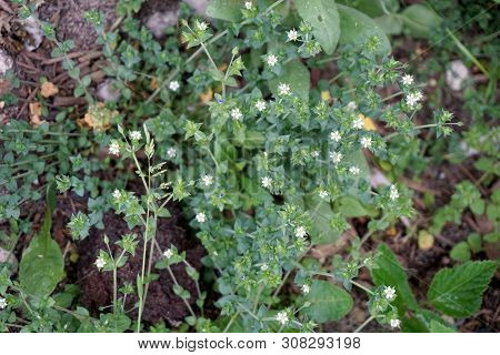 Thyme-leaf Sandwort (arenaria Serpyllifolia), Also Known As Thyme-leaved Sandwort, Blooms In Harbor 