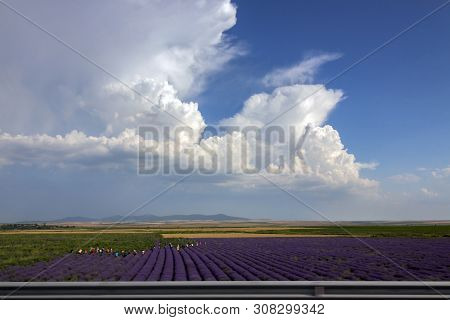 Lavender Fields With Multicolored Pickers Under A Picturesque Sky. A View From The Road. Trakia Moto
