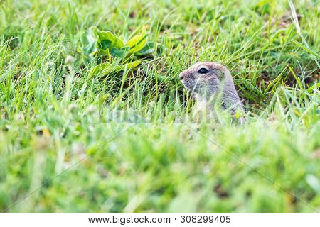 Mountain Caucasian Gopher Or Spermophilus Musicus In Grass In Russia.