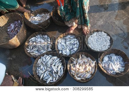 Fresh Sea Catch For Sale, Harney Jetty, Ratnagiri In Maharashtra State Of India.