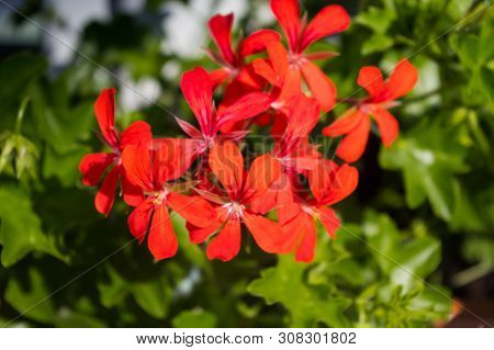 A Popular Decorative Plant Called Pelargonie. Latin Name Pelargonium.