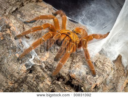 Tarantula Den