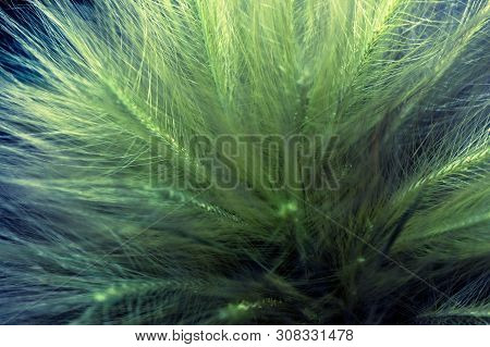 Close-up Ears Of Foxtail Barley. Hordeum Jubatum. Spectacular Background. Toned Photo, Soft Focus.