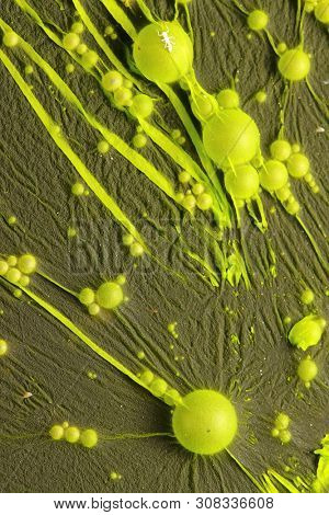 Cyanobacteria, also known as Cyanophyta on water surface.  Can produce neurotoxins a other toxins.   Algal blooms, which can become a danger to humans and animals.