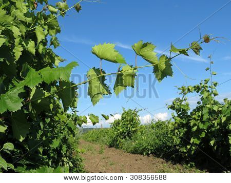 Vineyard In Summer, Green Grape Vine Growing On Blue Sky Background. Rural Landscape, Winemaking Con