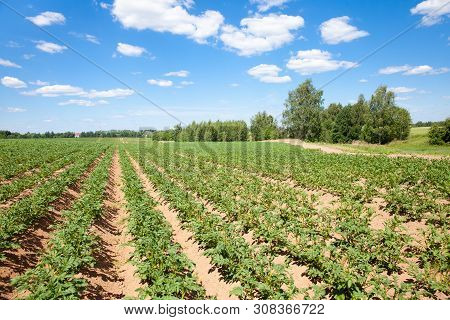 Rows Of Potatoes On The Farm Field. Cultivation Of Potatoes In Russia. Landscape With Agricultural F