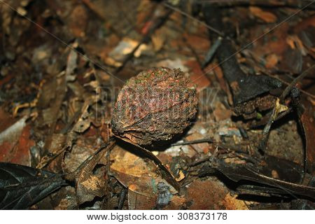 Hard Fruit Lying On The Forest Floor