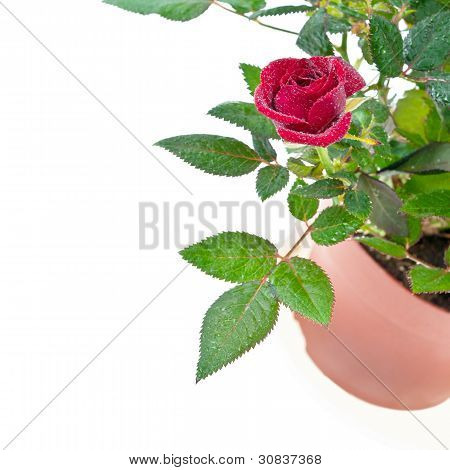 Rosa roja de Groth pequeño con agua las gotas en blanco.