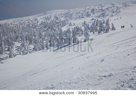 Měkké Rime, Mt.zao v Japonsku
