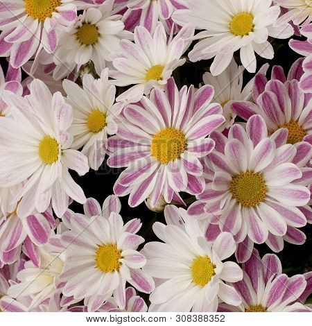Beautiful Striped Flowers Densely Growing On The Lawn