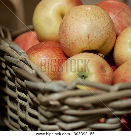 Harvest Of Ripe Red-yellow Striped Apples Collected In A Basket