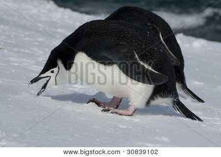 南極のペンギン雪を食べるします。