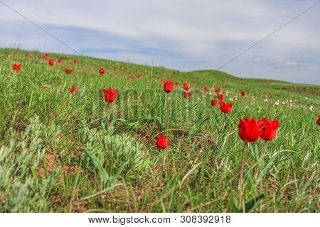 The Picturesque Spring Flowering Of Wild Dwarf Tulips In The Kalmyk Steppes.