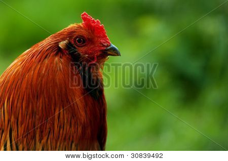 Coq