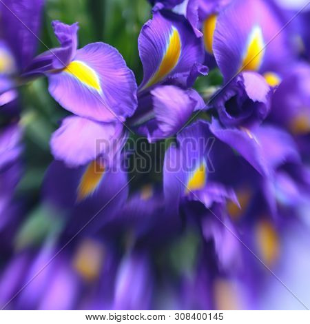 Purple Delicate Iris Flowers. Elegant, Abstraction, Tender Flower Background. Soft, Selective Focus,
