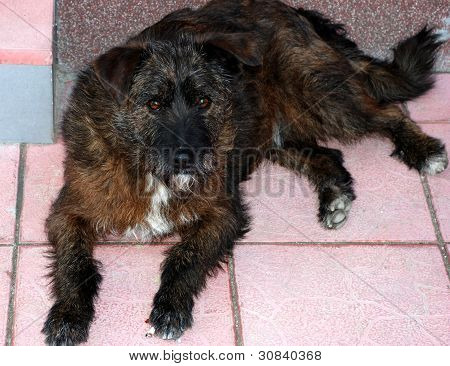 Dog3