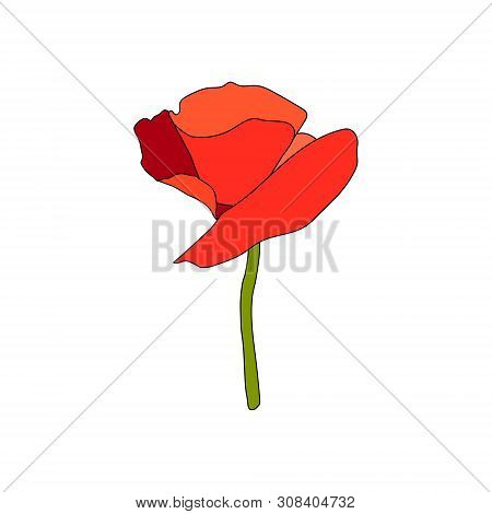 Red Poppy Full-blown Flower And Stem. Side View. Flat Sketch Style. Scarlett Petals. Day Of Remembra