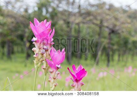 Close Up Of Four Siam Tulip Or Krachiew Flower In Field During Rainy Season With Copy Space