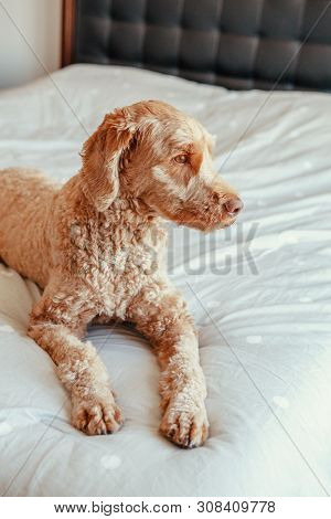 Cute Adorable Fluffy Red-haired Pet Dog Lying On Clean Bed In Bedroom At Home. Sad Upset Domestic An