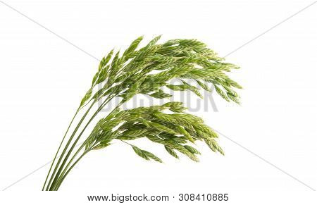 Grass  Green Plant Isolated On White Background