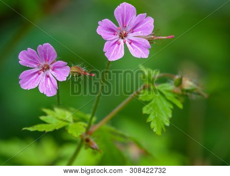 Beautiful Purple Wild Forest Flowers. Two Flowers. Allium Ursinum, Known As Wild Garlic, Ramsons, Bu