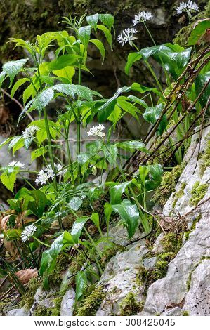 Small White Flowers On A Stone Cliff Overgrown With Moss. Allium Ursinum, Known As Wild Garlic, Rams