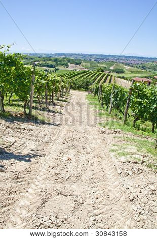 อิตาลี - ภูมิภาค Piedmont สวนไวน์ Barbera