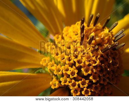 Macro Shot Maxican Sunflower, Yellow Flower Background