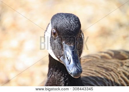Close Up Of The Black And White Head Of A Duck