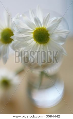 Daises ในแก้ว