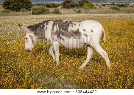 Free horse in a blossom meadow with yellow flowers