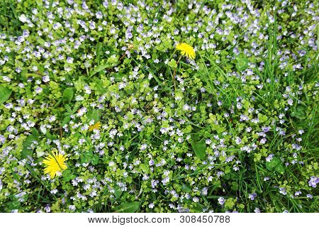 Slender Speedwell (veronica Filiformis), Also Known As Creeping Speedwell, Threadstalk Speedwell And