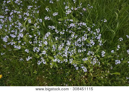 True Forget-me-nots (myosotis Scorpioides) Bloom In Harbor Springs, Michigan, During May.