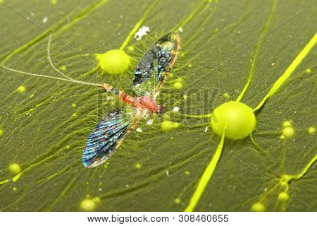 Cyanobacteria, also known as Cyanophyta on water surface.  Can produce neurotoxins a other toxins.   Algal blooms, which can become a danger to humans and animals. Dead Mayfly in swamp.
