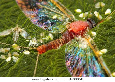 Cyanobacteria, also known as Cyanophyta on water surface.  Can produce neurotoxins a other toxins.   Algal blooms, which can become a danger to humans and animals. Dead Mayfly in swamp.