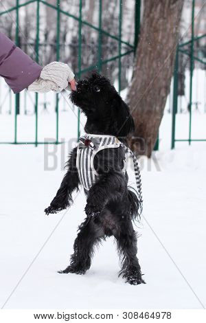 Feeding Dog By Owner’s Hand. Black Russian Colored Lap Dog Phenotype For A Walk At Wintertime.
