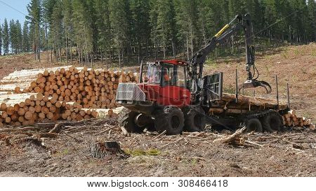 Tarraleah, Australia- January, 6, 2017: Oblique View Of A Log Loader Unloading Pine Logs