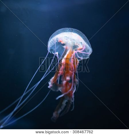 pelagia noctiluca jellyfish underwater, close-up view