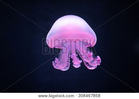 purple jellyfish rhizostoma pulmo underwater