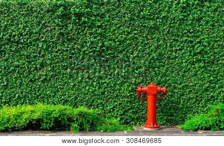 Fire Safety Pump On Texture Background Of Green Leaves Of Ivy Wall In The City On Concrete Floor. De