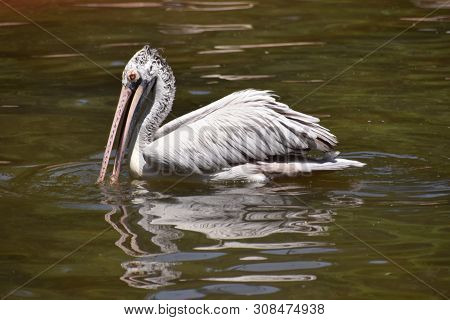 Spot-billed Pelican, Pelecanus Philippensis Sp At Hyderabad, Telanagana State Of India.