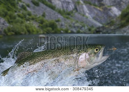 Fly Fishing. Rainbow Trout Fish Jumping For Catching Synthetic Insect With Splashing In Water