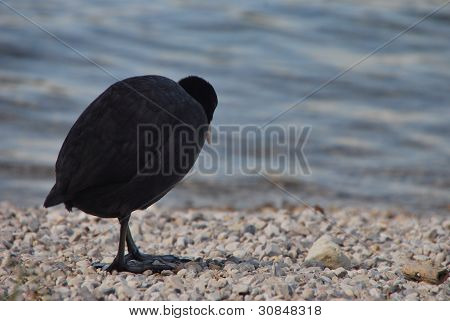 Black duck